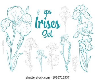 Iris doodle photos and images pictures