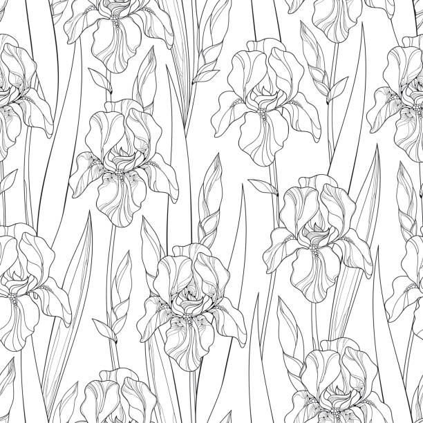 Iris flower line drawing stock photos pictures royalty