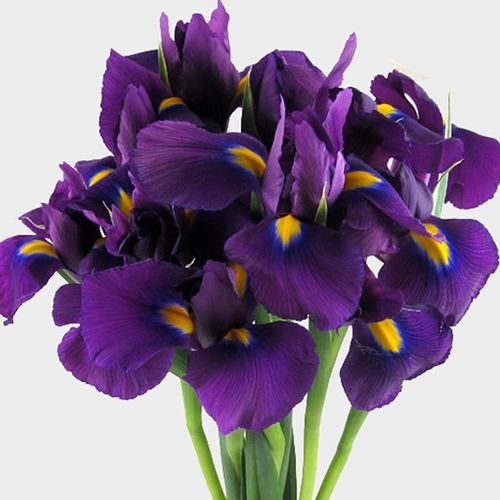 Iris purple