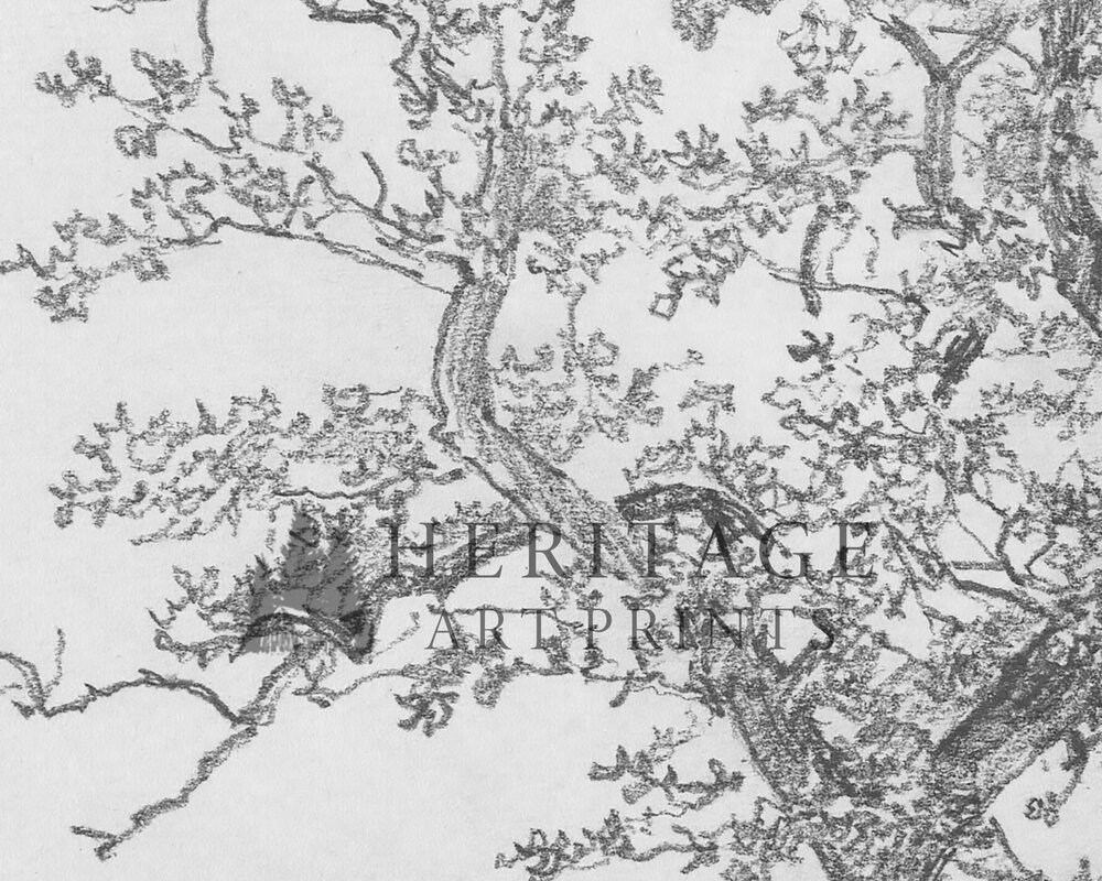 Vintage tree sketch â heritage art prints