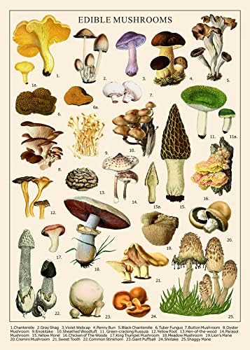 Cavallini co piece vintage puzzle mushrooms pzlmush toys games