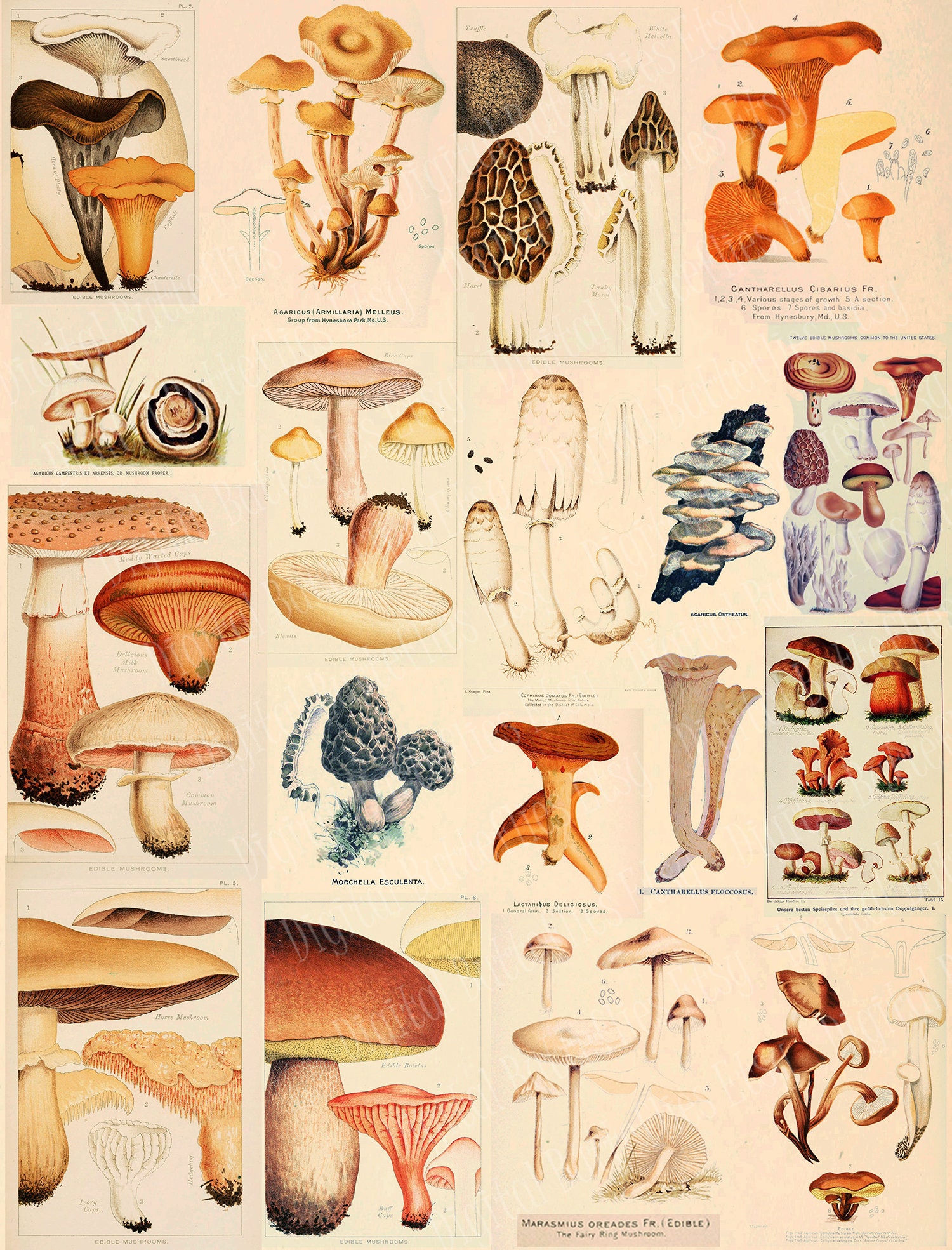 Printable edible mushrooms illustrations vintage book pages digital collage sheet color images printable download instant download