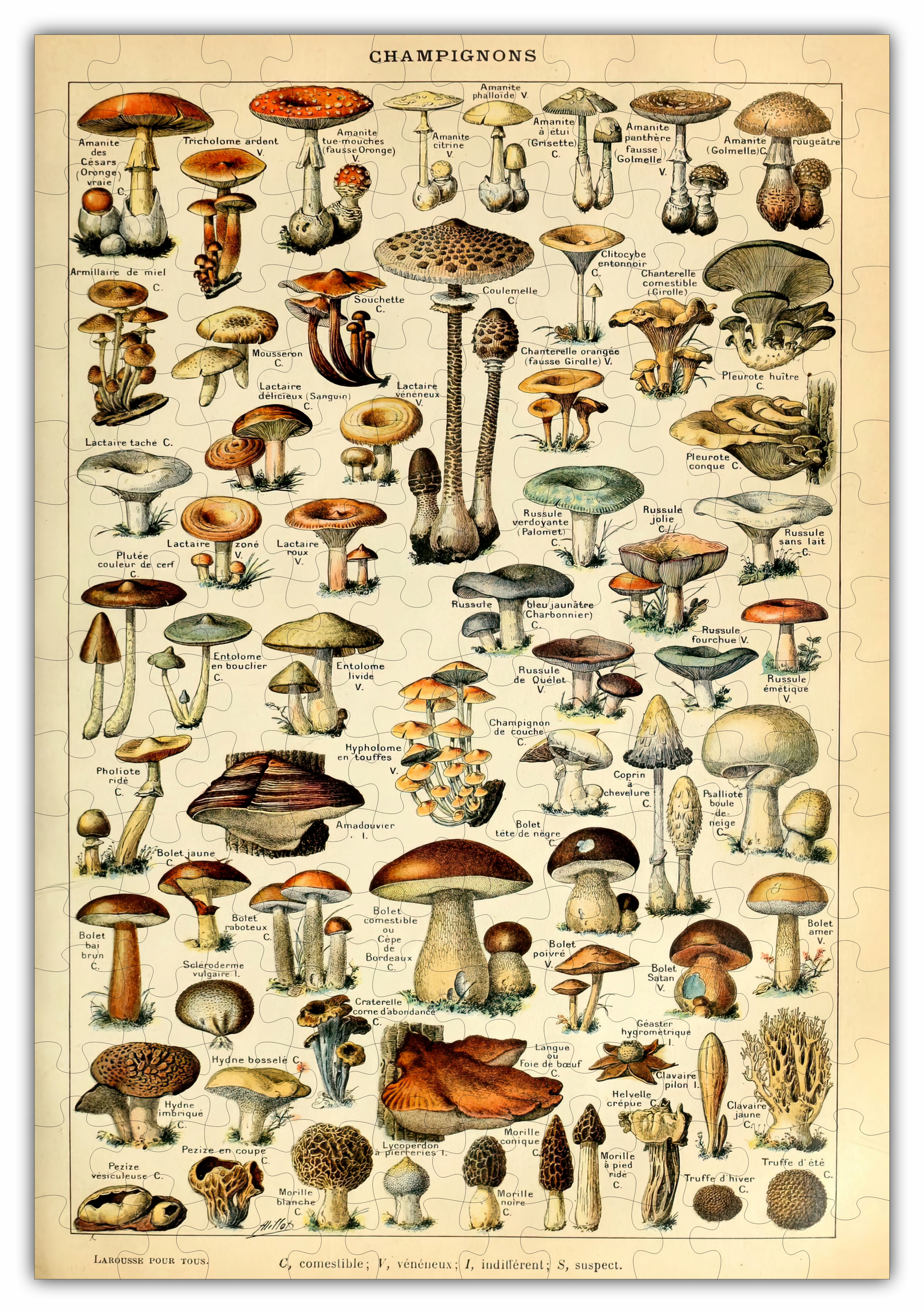 Mushroom species chart wood puzzle