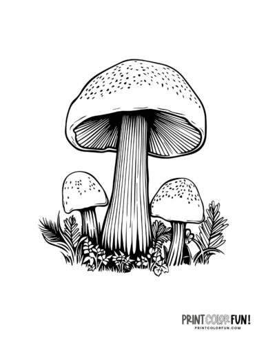 Mushroom coloring pages crafts fun fungus facts to share with your kids at
