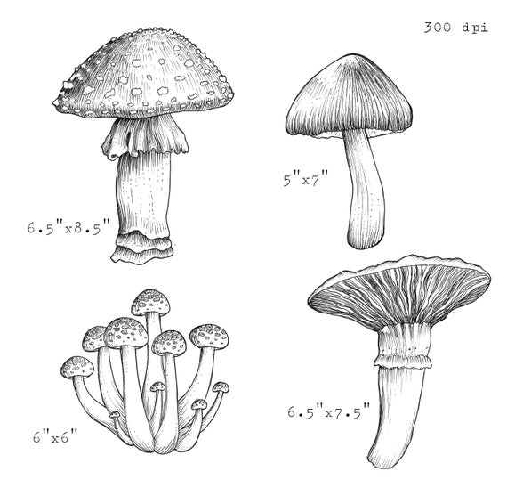 Mushroom clip art black and white mushroom clip art mushroom png for mercial use botanical vintage illustration high res line art