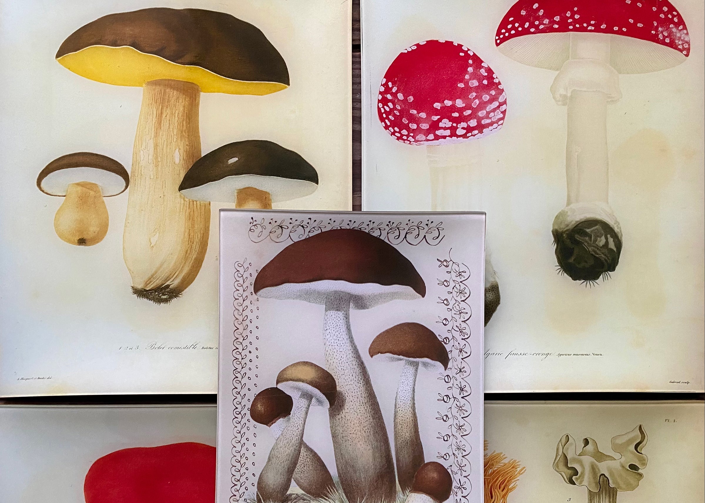 Mushroom fungi decoupage