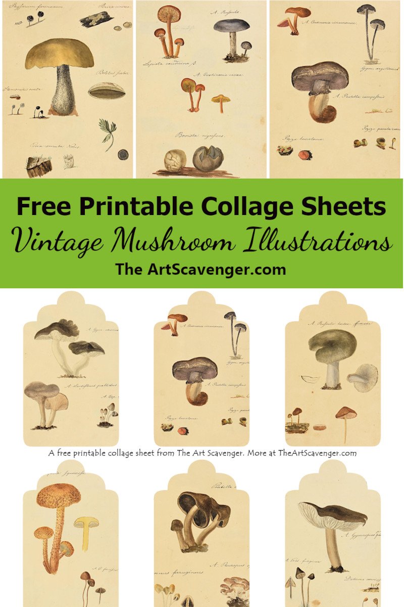 Free vintage mushroom illustrations collage sheet printables â the art scavenger