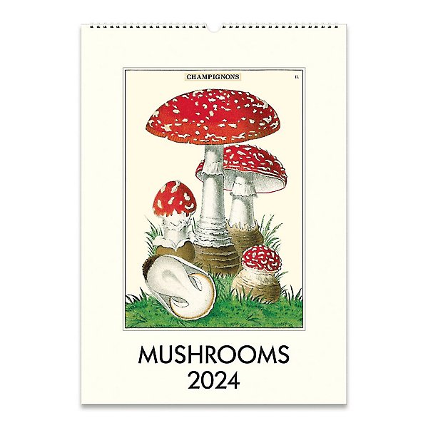 Cavallini co mushroom wall calendar paper source