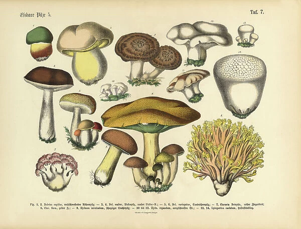Edible mushrooms victorian botanical illustration