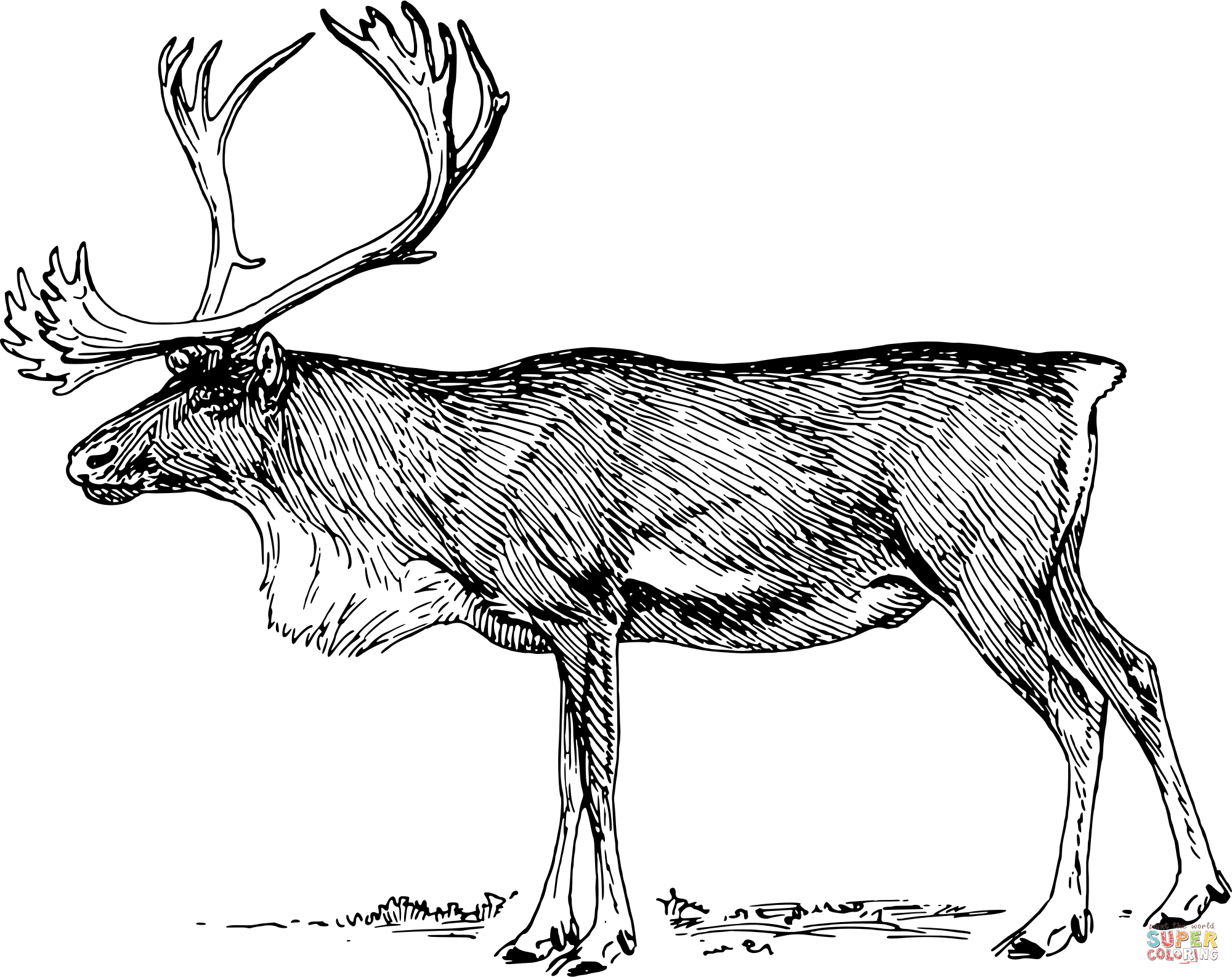 Vintage reindeer coloring page free printable coloring pages