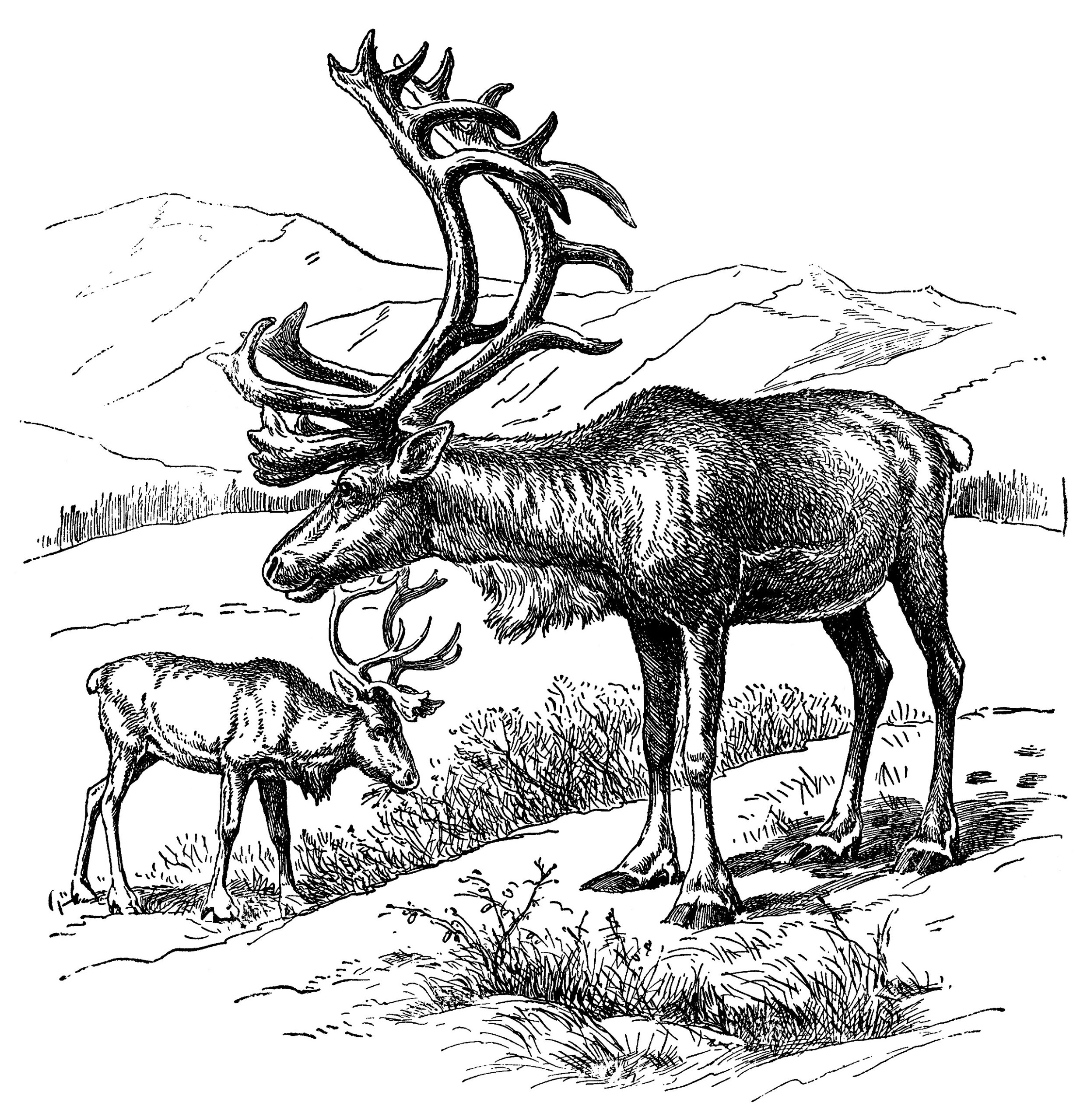 Reindeer vintage clip art