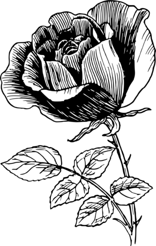 Vintage rose coloring page free printable coloring pages