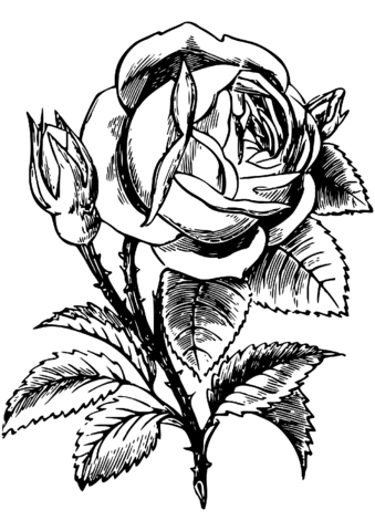 Rose coloring page free printable coloring pages
