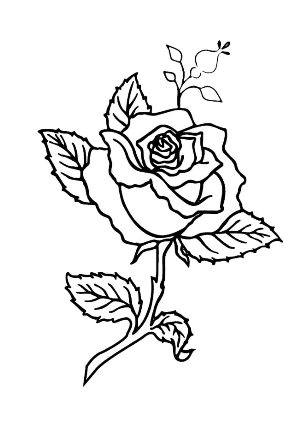 Old rose branch coloring page