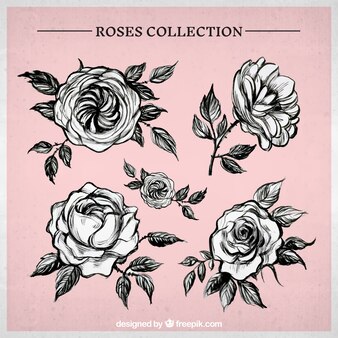 Page rose coloring book images