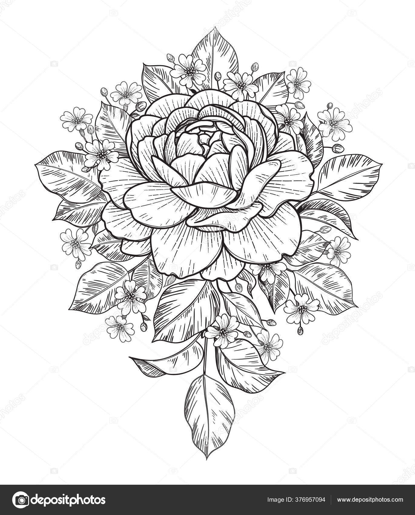 Hand drawn rose small gypsophila flowers bunch isolated white vector stock vector by valiva