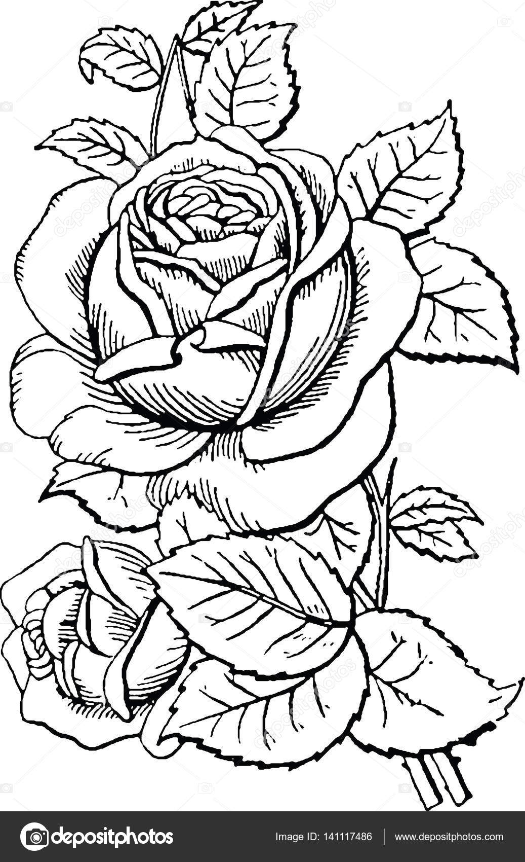 Vintage picture rose stock illustration by unorobusgmail