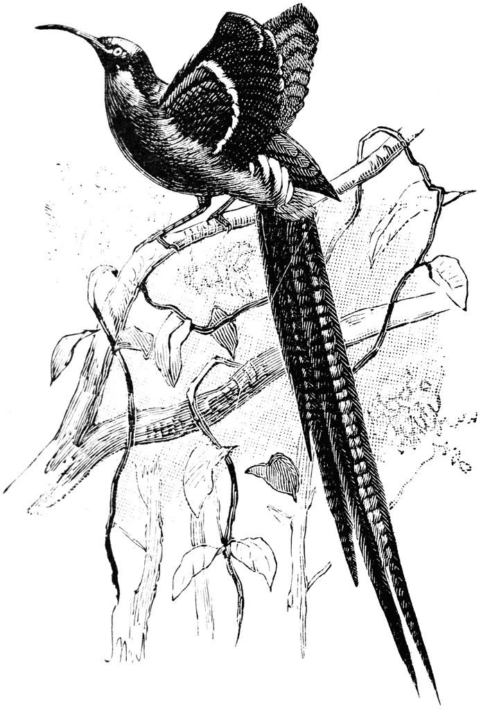 Great sickle