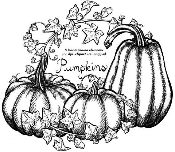 Fall pumpkin clipart instant download pen ink lithographic vintage pumpkin etched drawing printable svg png
