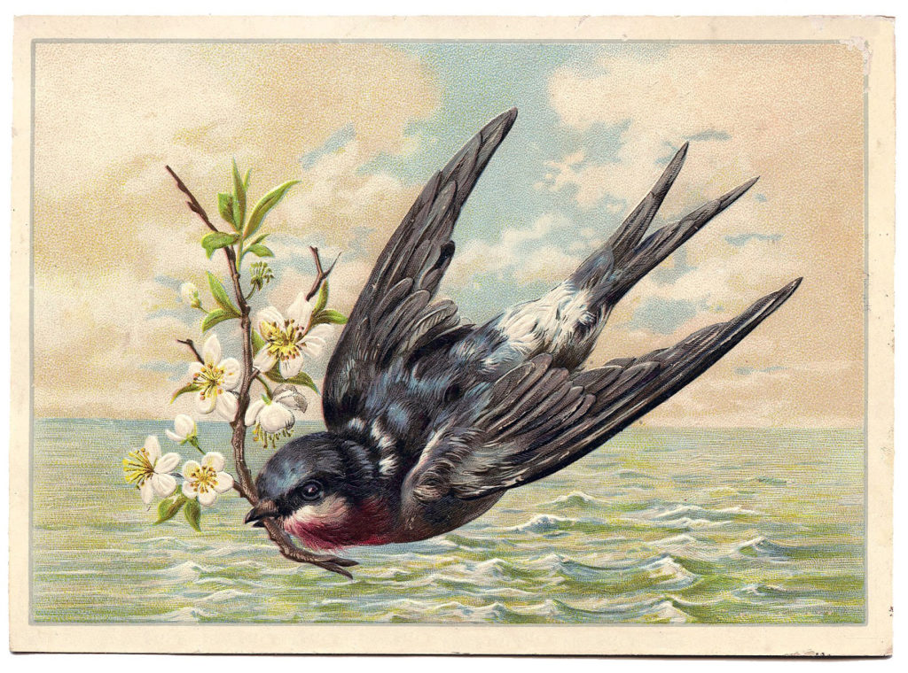 Best swallow images