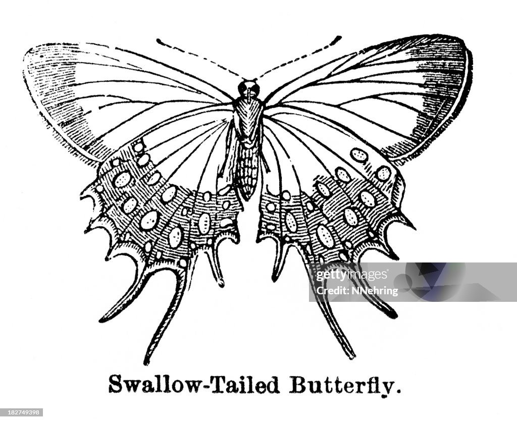 Swallowtail butterfly engraving high