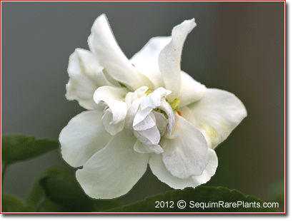 Viola odorata alba plena sequim rare plants