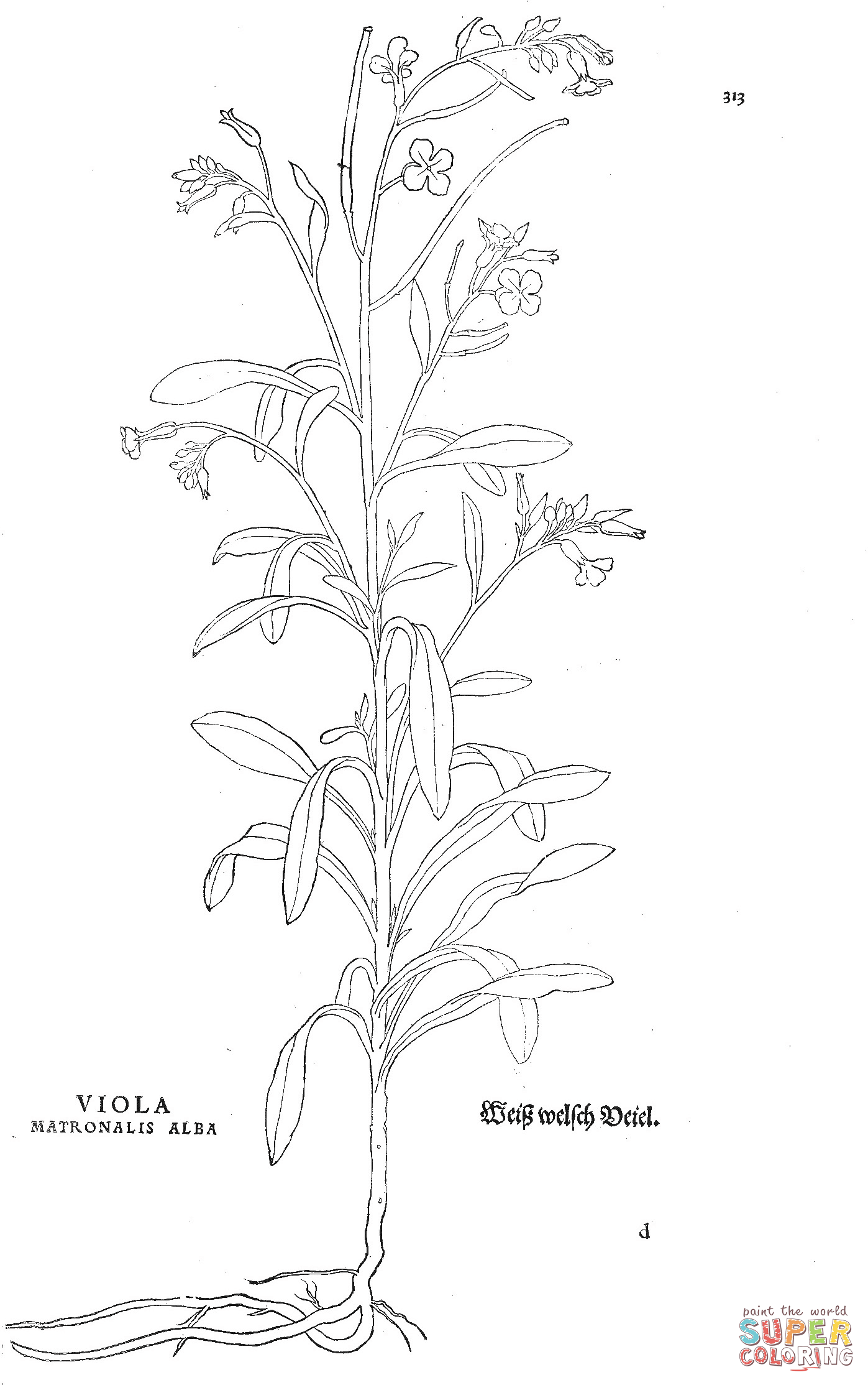 Viola matronalis alba coloring page free printable coloring pages