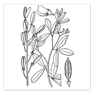 Baptisia alba