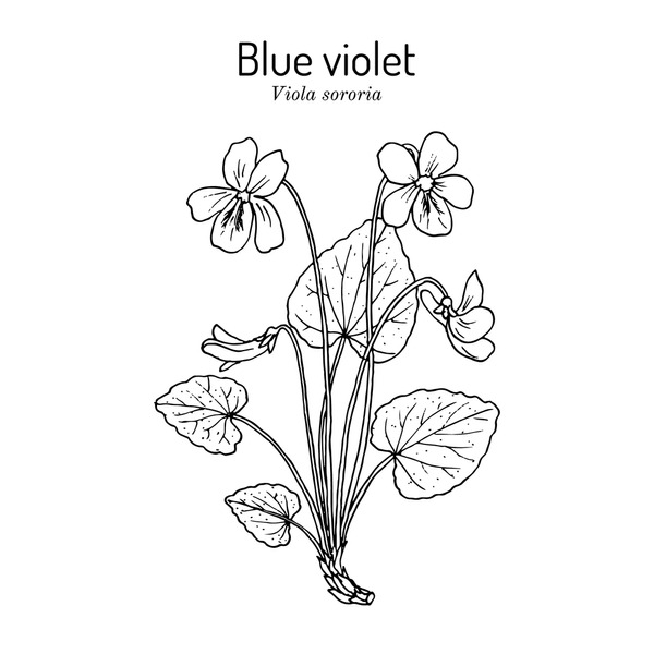 Hundred mon blue violet royalty
