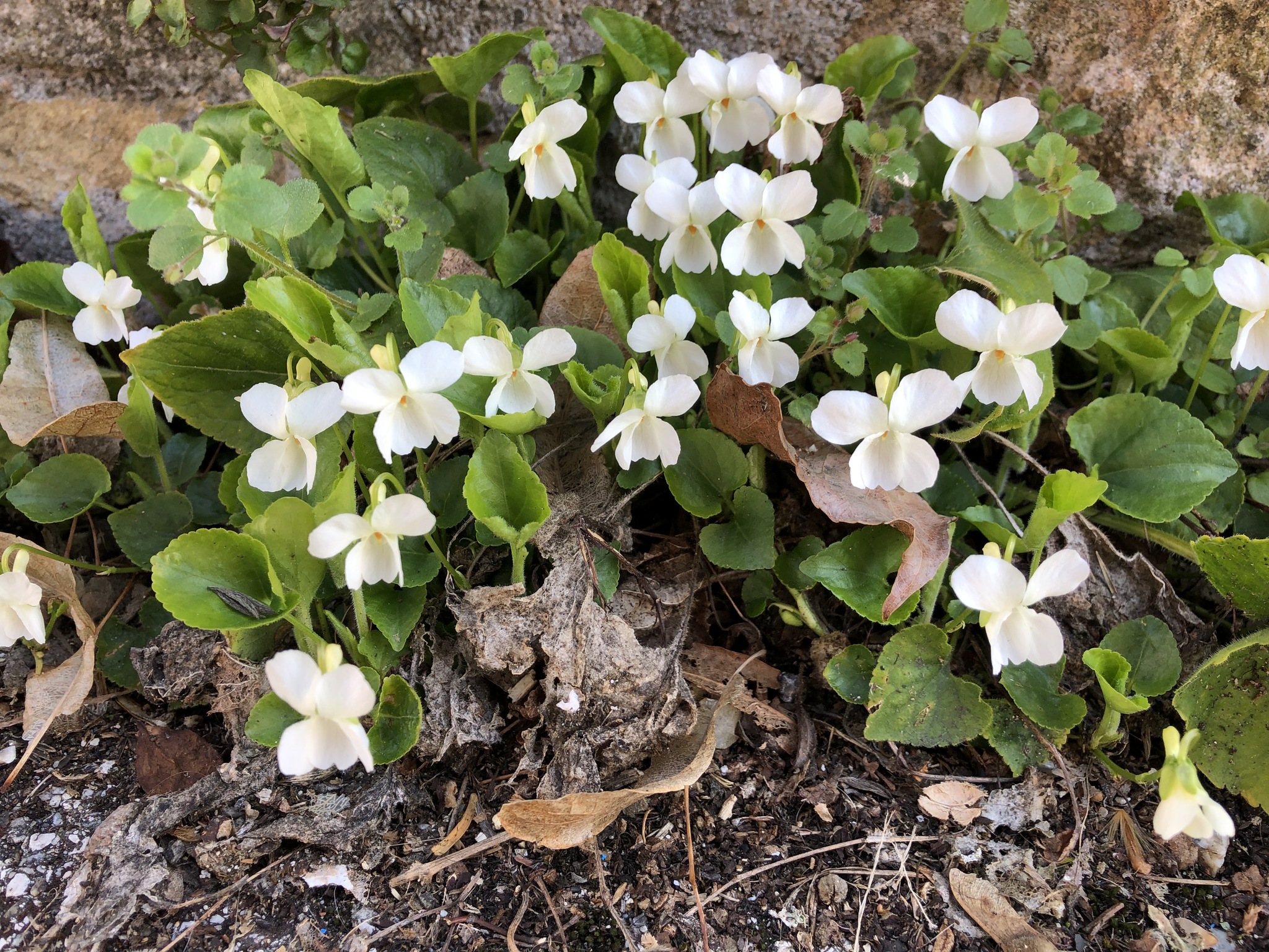 Photos of white violet viola alba