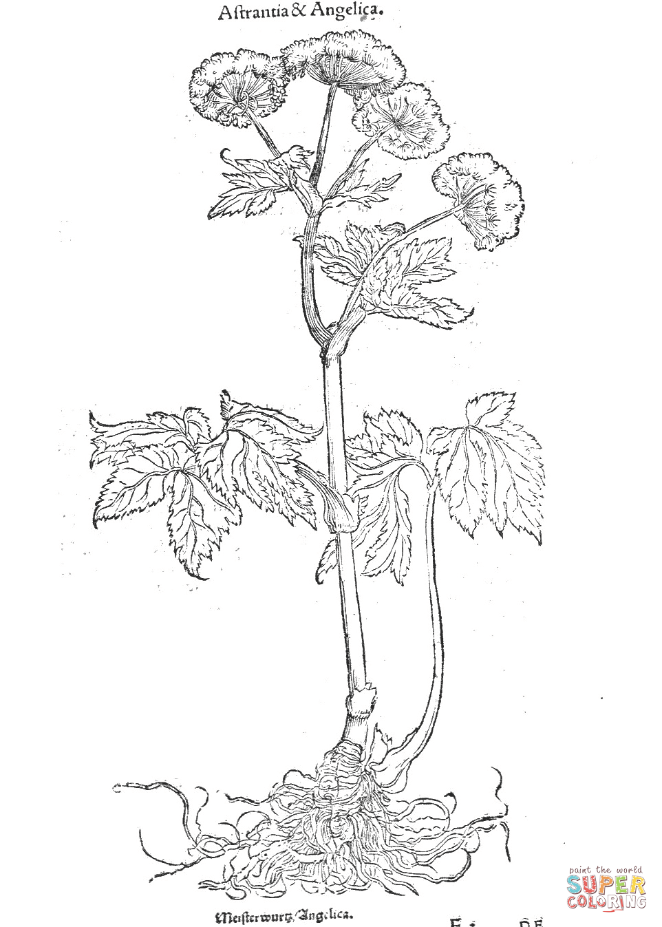 Astrantia angelica coloring page free printable coloring pages