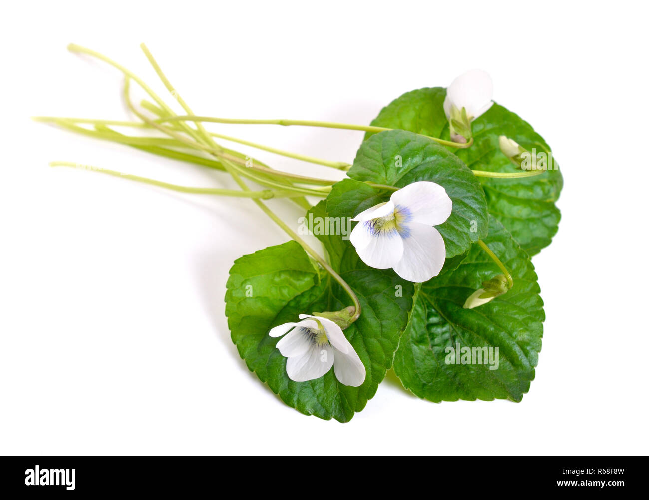 Viola alba hi