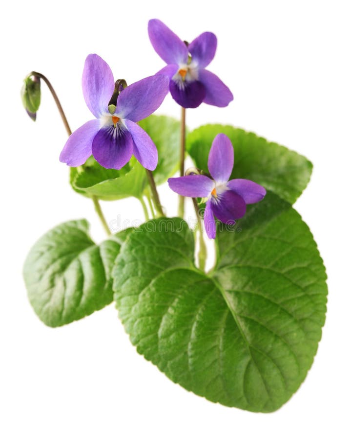 Viola odorata stock photos