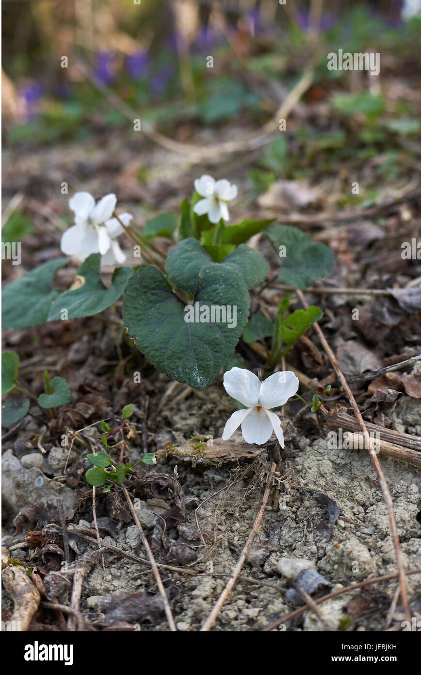 Viola alba hi