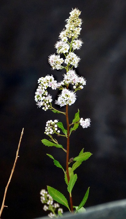 Spiraea alba meadowsweet narrowleaf meadowsweet white meadowsweet north carolina extension gardener plant toolbox