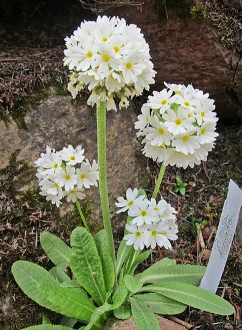 Primula denticulata var alba weiãe auslese