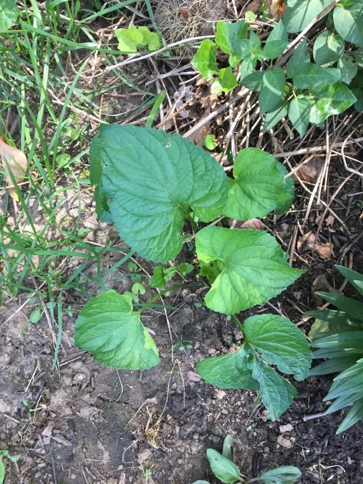 Violets viola flower leaf care uses