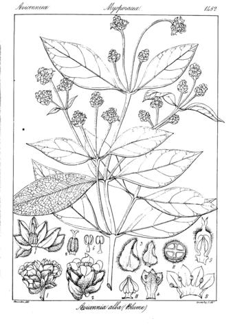 Avicennia alba coloring page free printable coloring pages