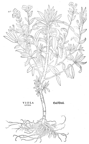 Viola lutea coloring page free printable coloring pages