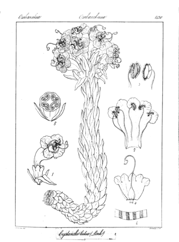 Cystanche lutea coloring page free printable coloring pages