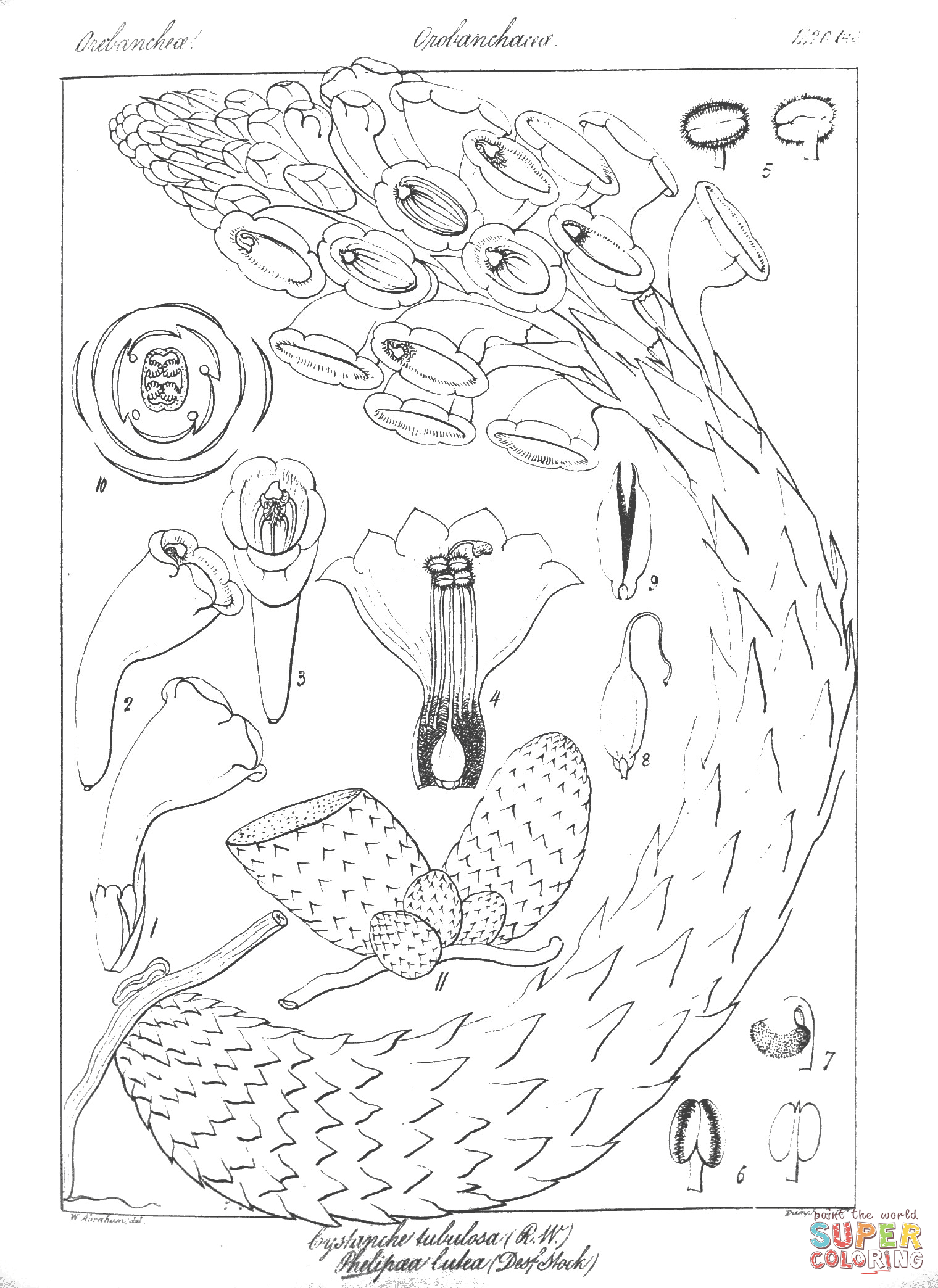 Cistanche tubulosa and phelypaea lutea coloring page free printable coloring pages