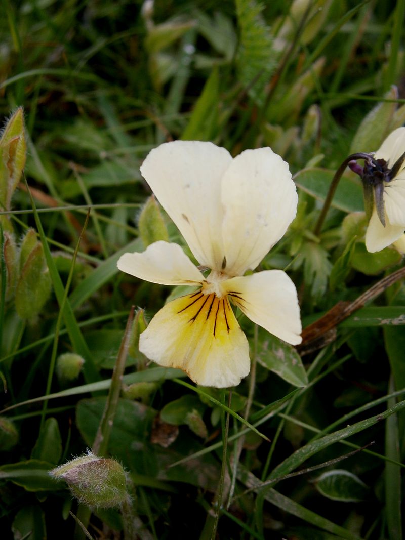 Viola lutea