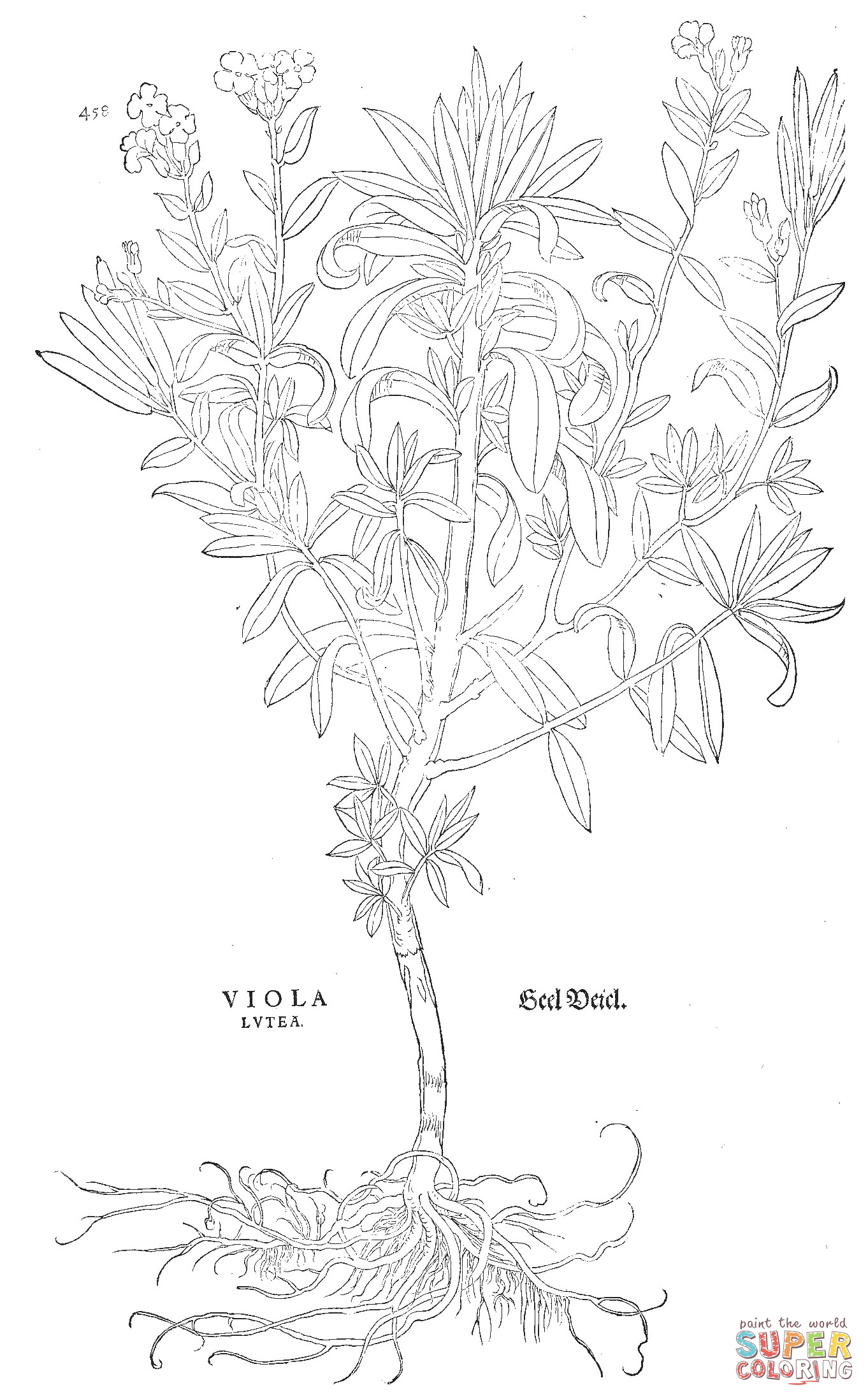 Viola lutea coloring page free printable coloring pages