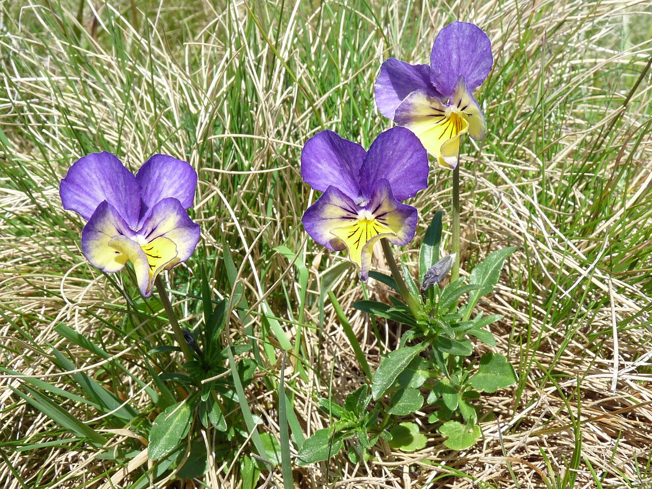 Fileviola lutea bicolorejpg