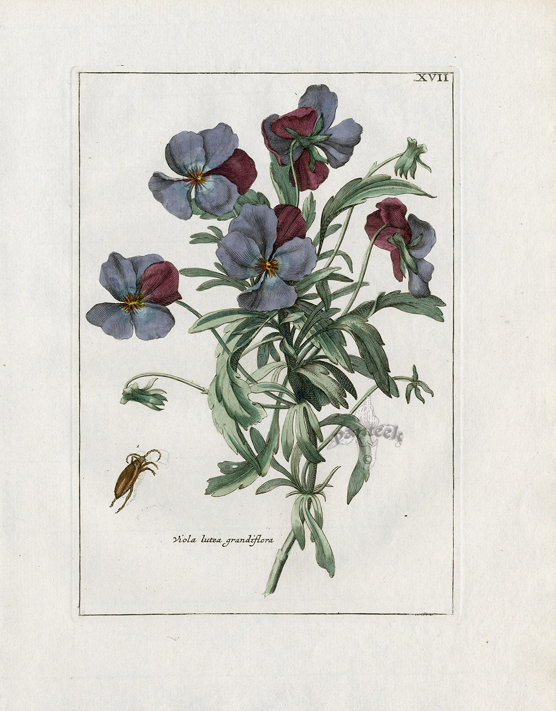 Viola lutea grandiflora from paul theodor van brussel antique spring bulb prints