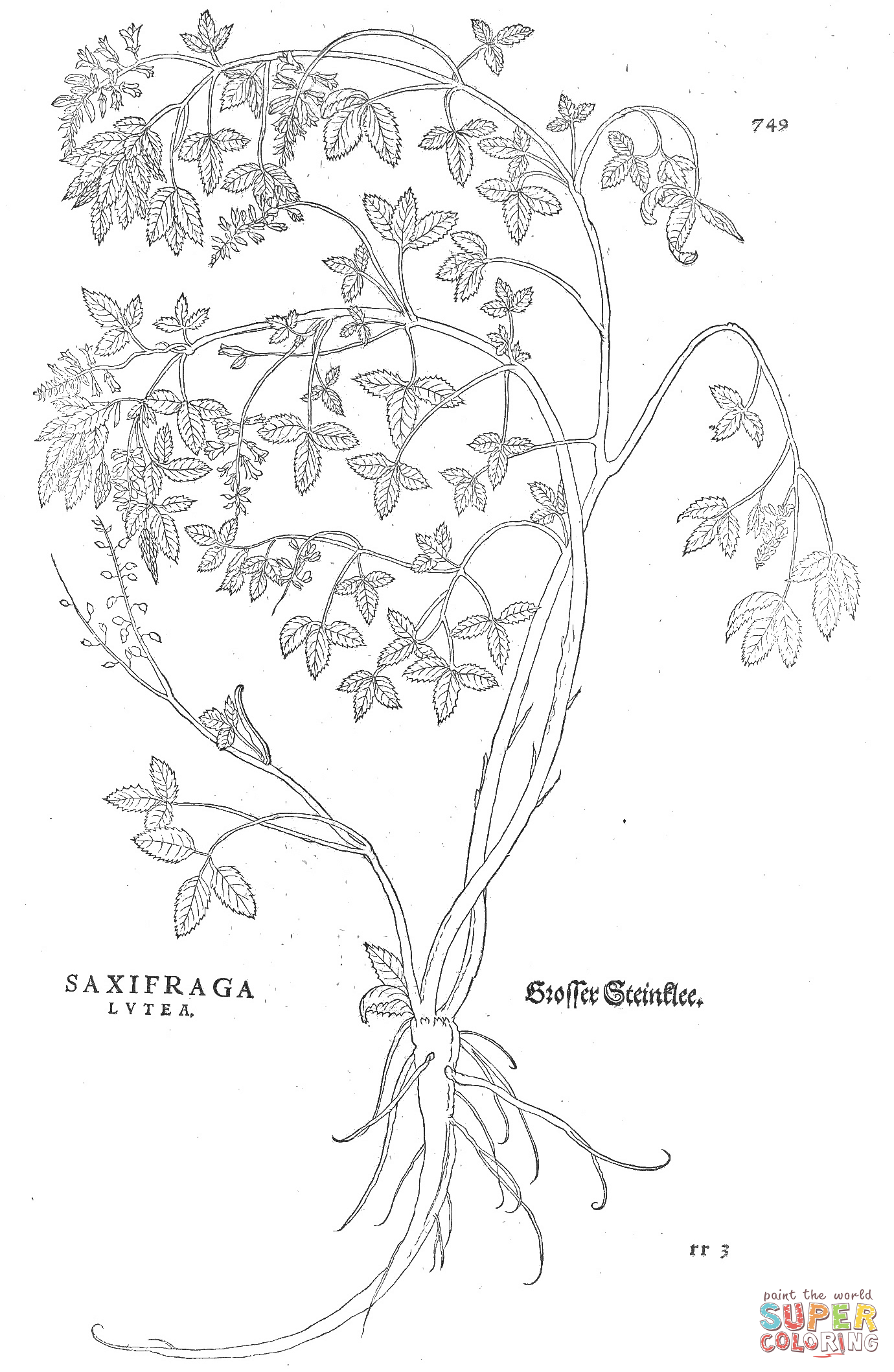 Saxifraga lutea coloring page free printable coloring pages