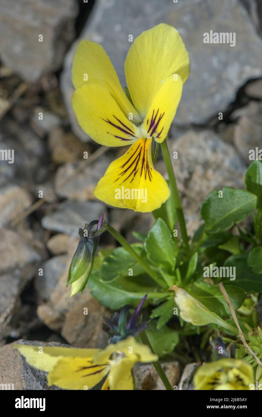 Pansy viola hi