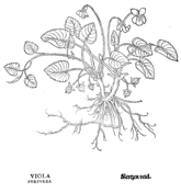 Viola lutea coloring page free printable coloring pages