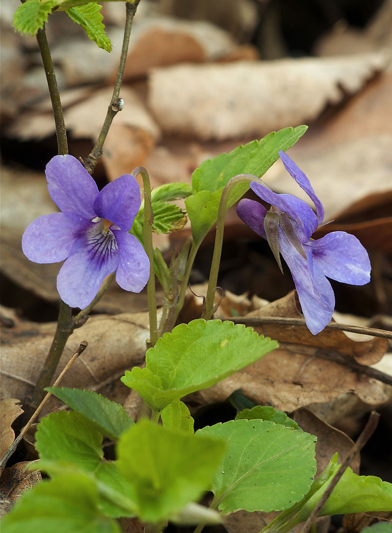 Viola plant