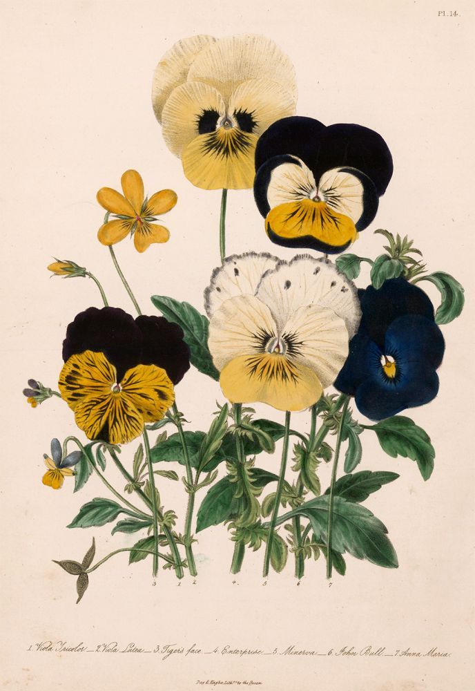 Viola tricolor viola lutea tigers face the ladies flower garden of ornamental annuals by jane loudon on ursus books ltd botanical art flower drawing botanical illustration